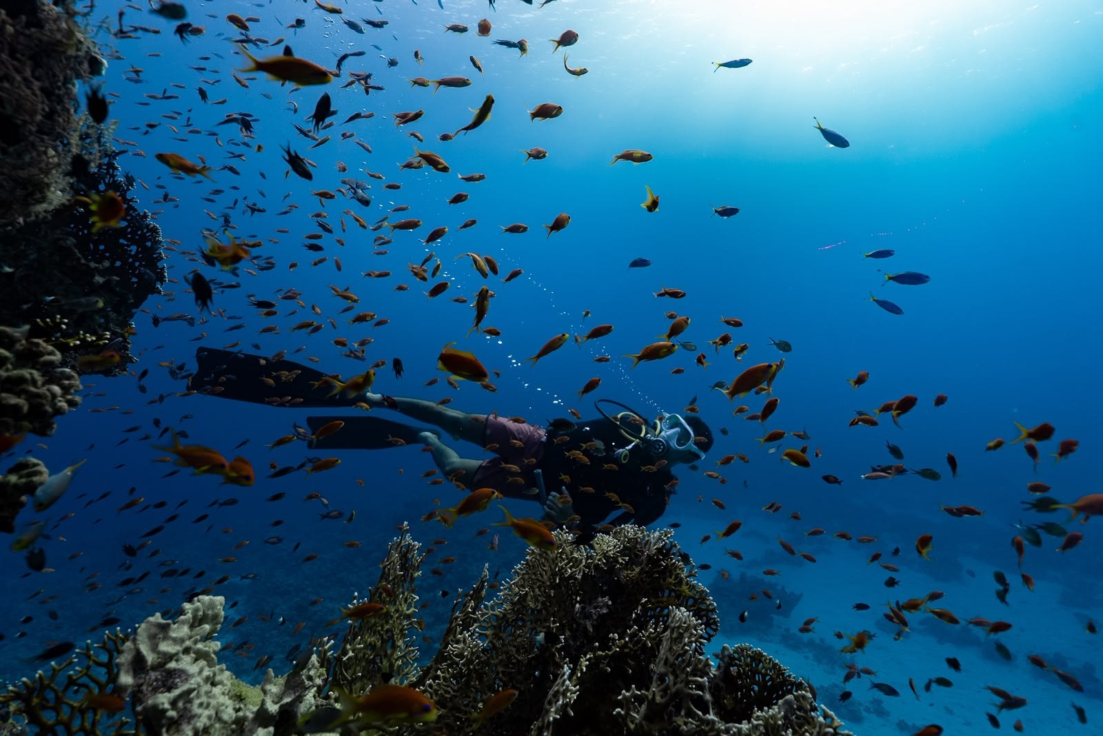 Freediver among the reef